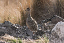 Image of Ornate Tinamou