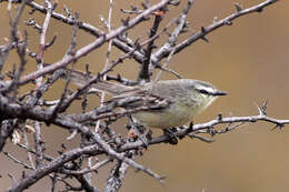 Image of Greater Wagtail-Tyrant