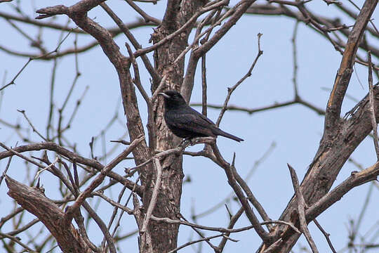 Image of Shiny Cowbird