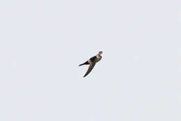 Image of Andean Swift