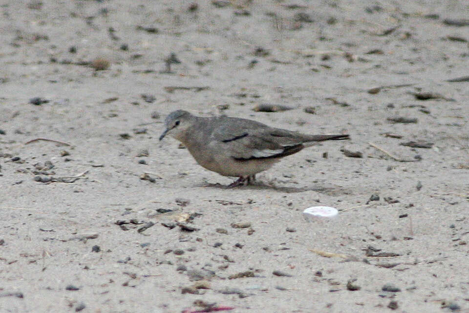 Image of Picui Dove