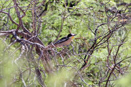 Image of White-fronted Woodpecker