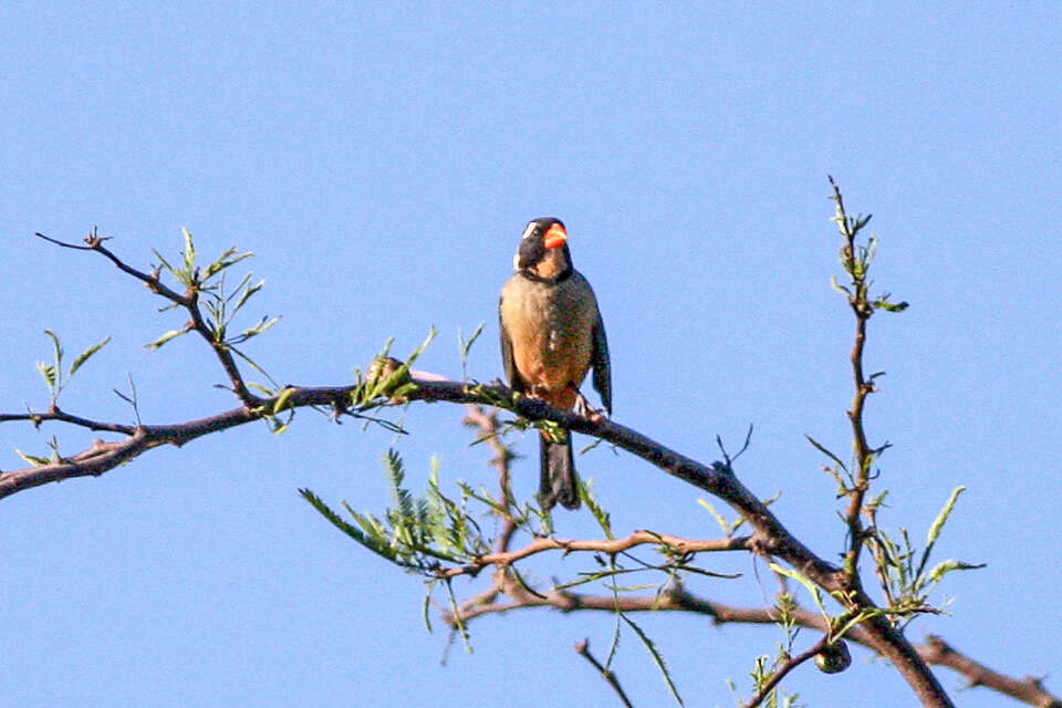 Image of Golden-billed Saltator