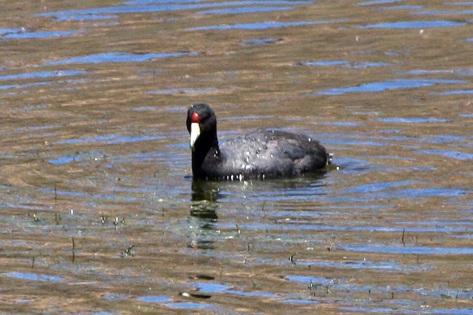 Image of Andean Coot