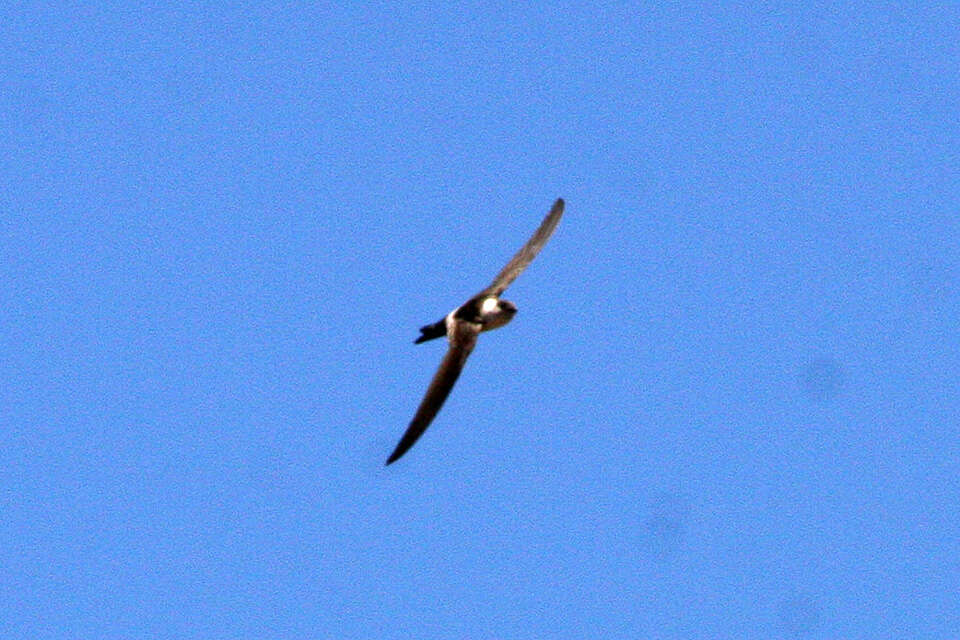 Image of Andean Swift