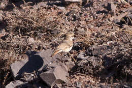 Image of Slender-billed Miner