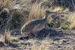 Image of Ornate Tinamou