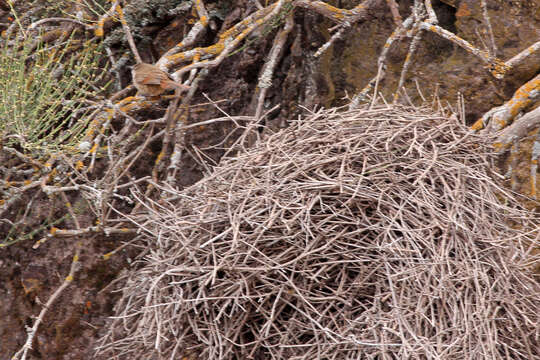 Image of Streak-fronted Thornbird