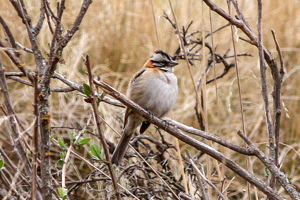 Image of Rufous-collared Sparrow