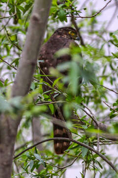 Image of Bicolored Hawk