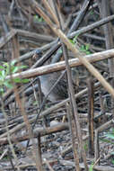 Image of Andean Tinamou