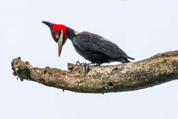 Image of Cream-backed Woodpecker