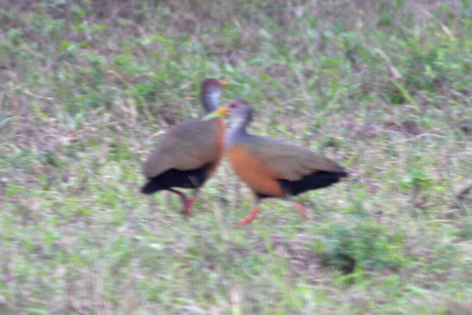 Image of Grey-cowled Wood Rail