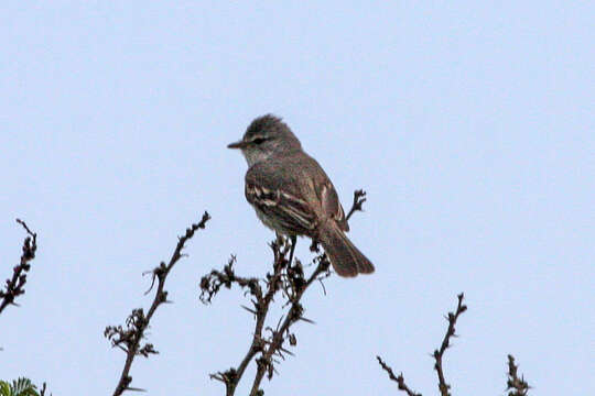 Image of Southern Beardless Tyrannulet