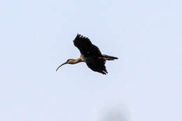 Image of Buff-necked Ibis