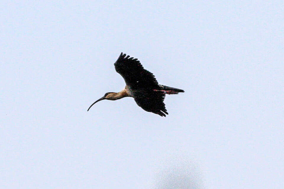 Image of Buff-necked Ibis