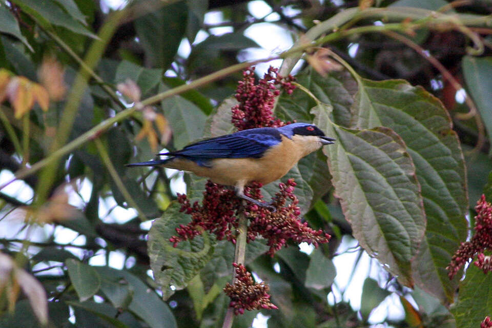 Image de Pipraeidea Swainson 1827