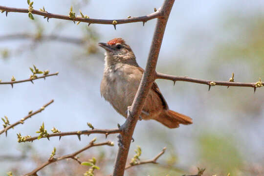 Image of Rufous-fronted Thornbird