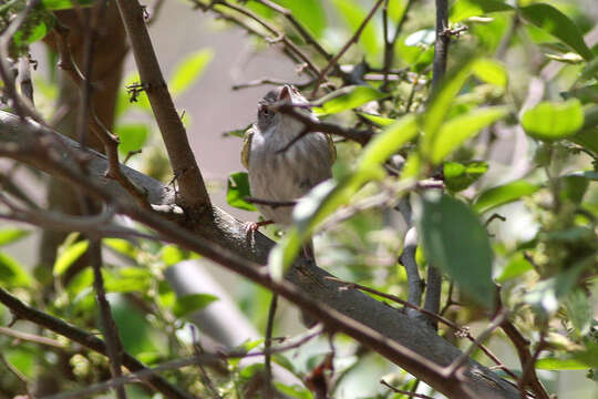 Image of Pearly-vented Tody-Tyrant