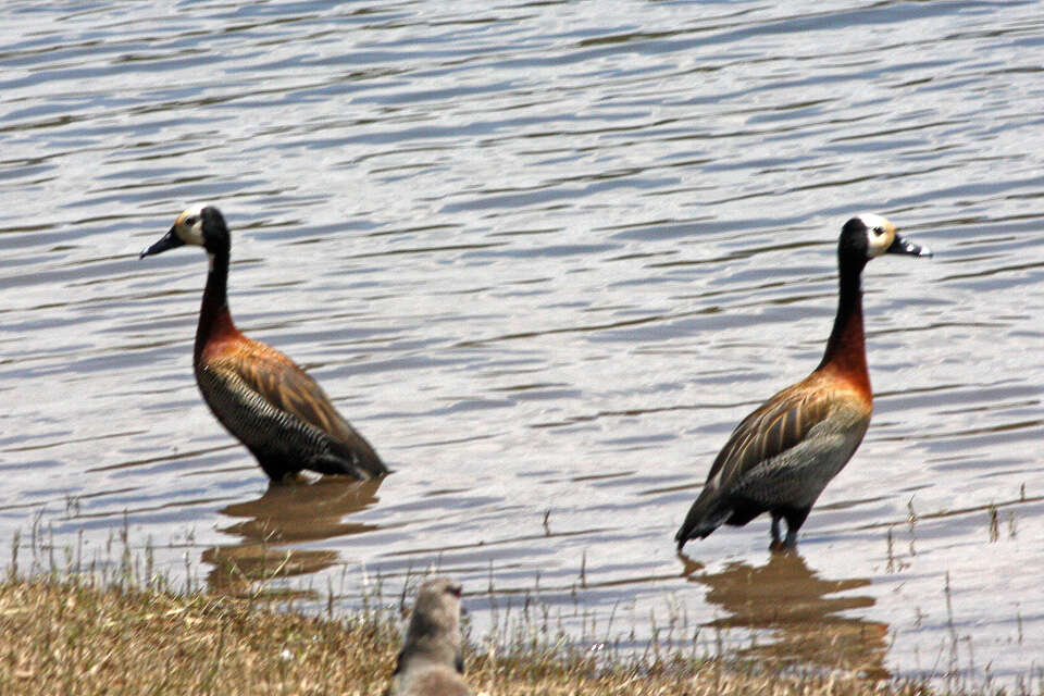 Image of White-faced Whistling Duck