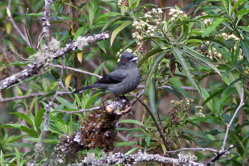 Image of Plumbeous Tyrant