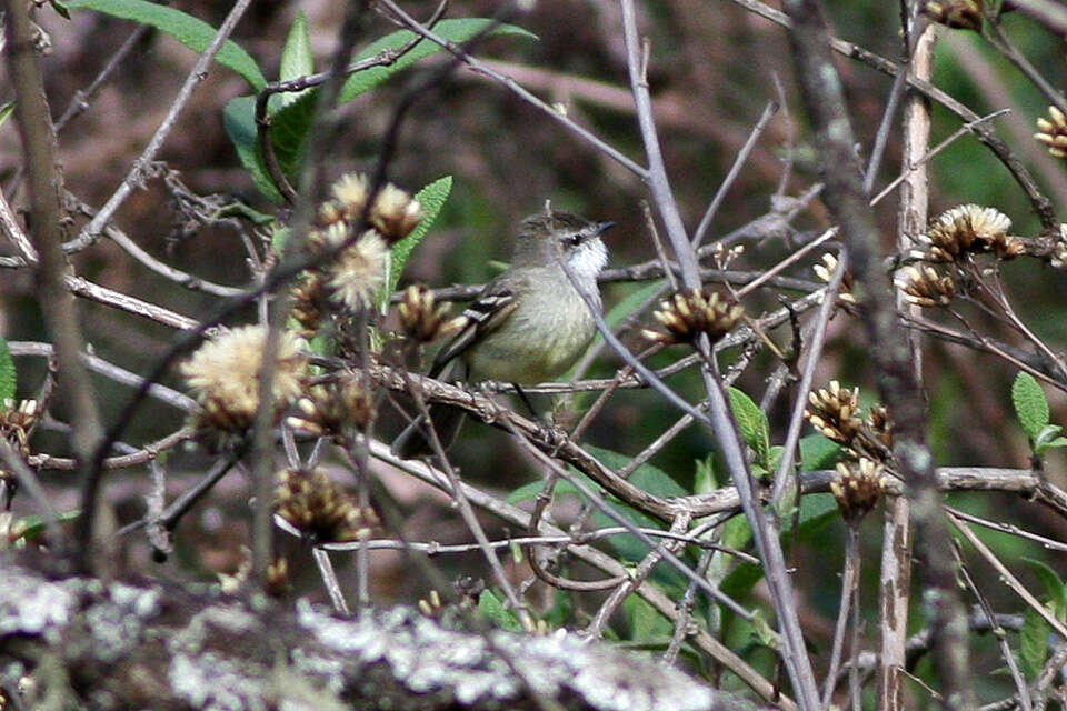 Image of White-throated Tyrannulet