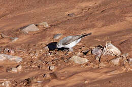 Image of Rufous-naped Ground Tyrant