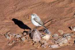 Image of Rufous-naped Ground Tyrant