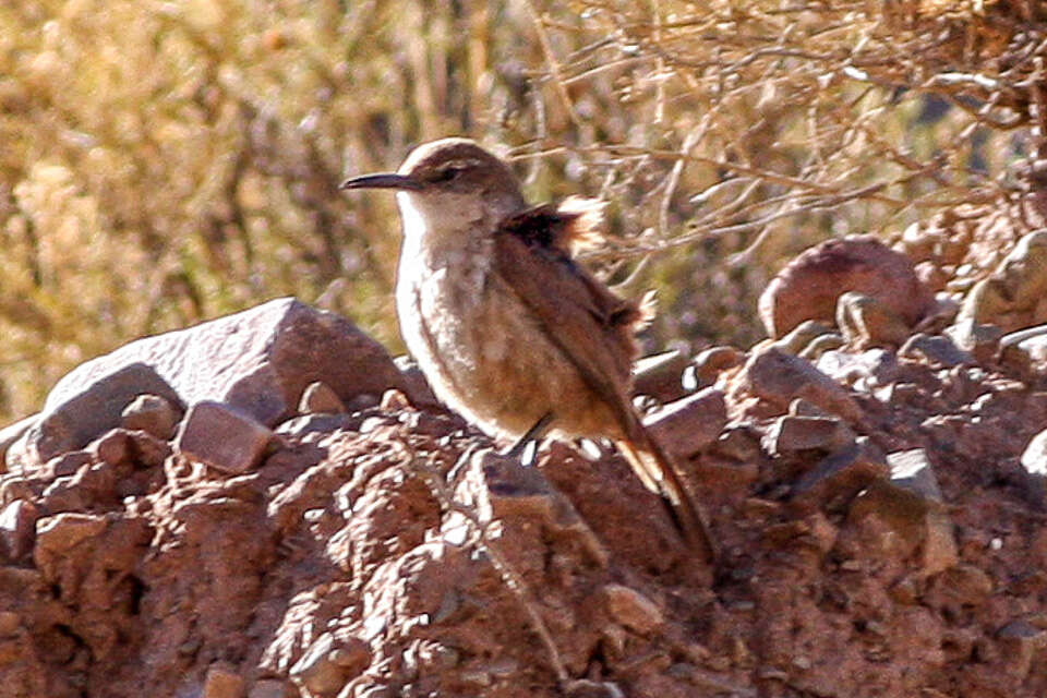 Image of Common Miner