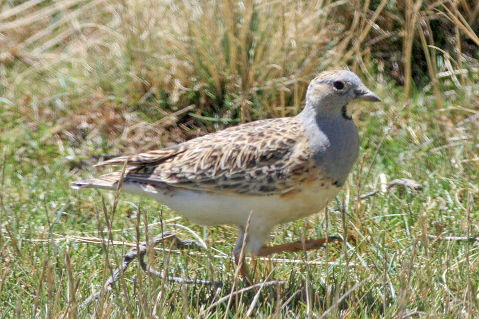 Image of Gray-breasted Seedsnipe