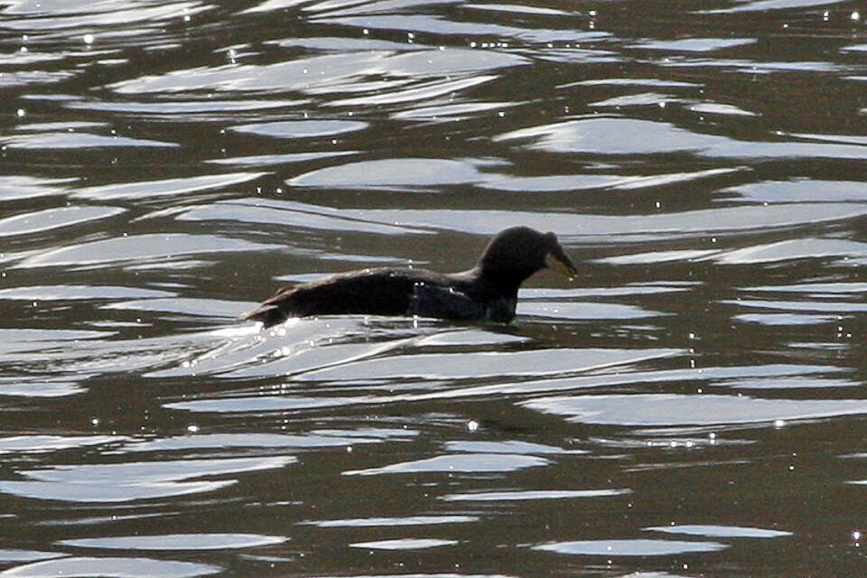 Image of Horned Coot