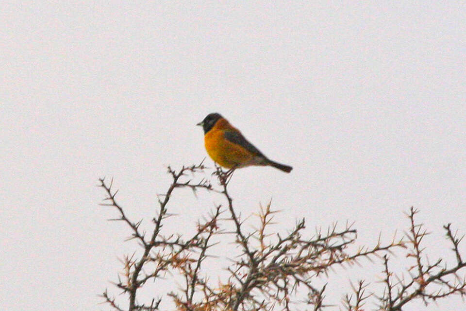 Слика од Phrygilus atriceps (d'Orbigny & Lafresnaye 1837)