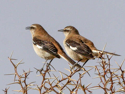 Image of Brown-backed Mockingbird