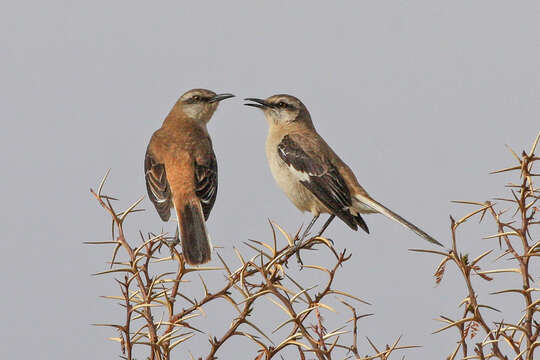 Image of Brown-backed Mockingbird