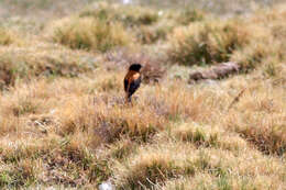 Image of Andean Negrito