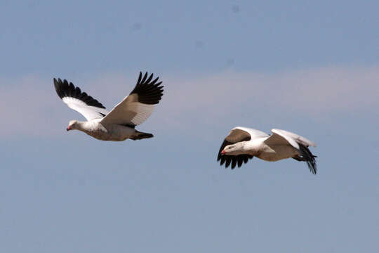 Image of Andean Goose