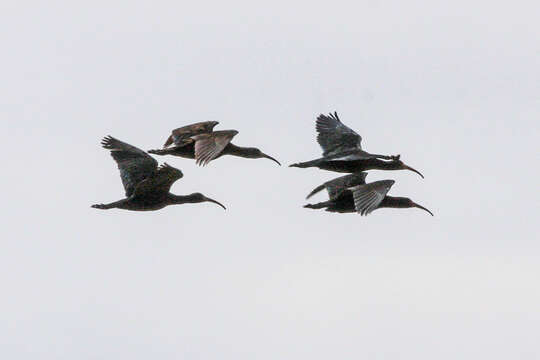 Image of Puna Ibis