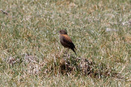 Image of Andean Negrito