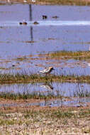 Image of Puna Plover