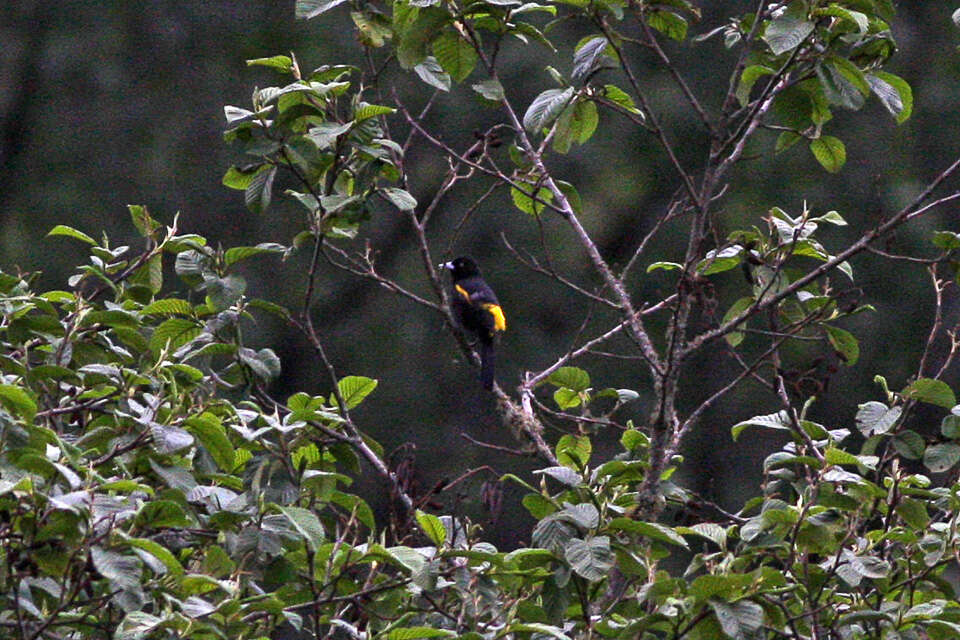 Image of Golden-winged Cacique