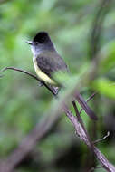 Image of Dusky-capped Flycatcher