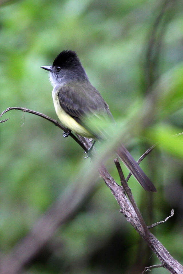 Image of Dusky-capped Flycatcher