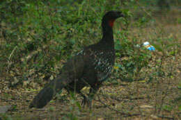 Image of Dusky-legged Guan