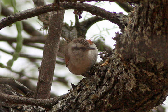 Image of Stripe-crowned Spinetail