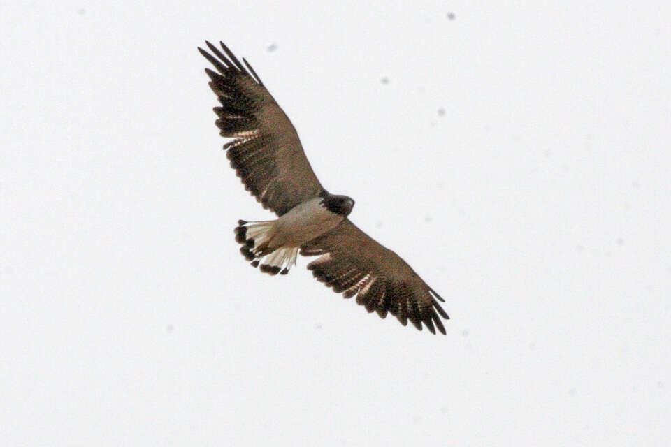 Image of White-tailed Hawk