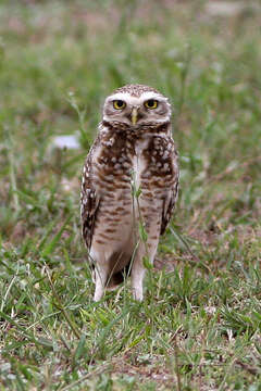 Image of Burrowing Owl