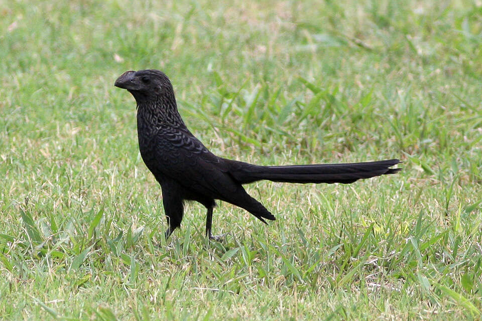 Imagem de Crotophaga Linnaeus 1758