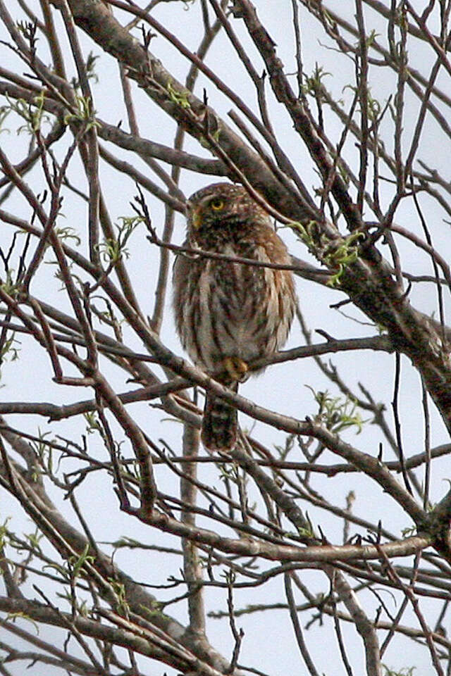 Image of Ferruginous Pygmy Owl