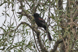 Icterus cayanensis (Linnaeus 1766)的圖片