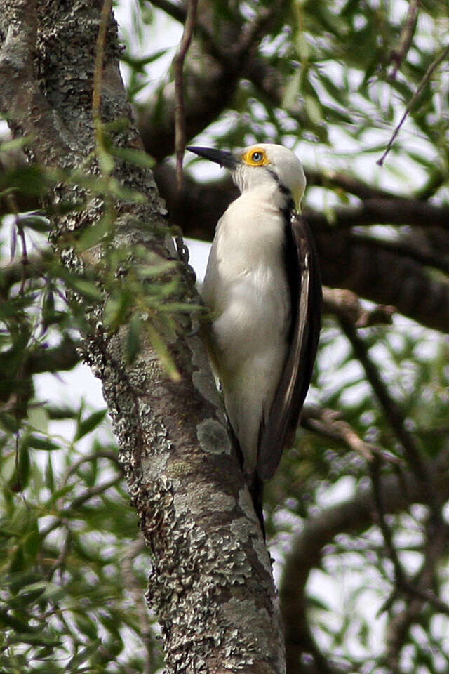 Image of White Woodpecker